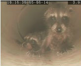 Baby raccoons in PVC roof drain